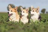CORGI PEMBROKE 663